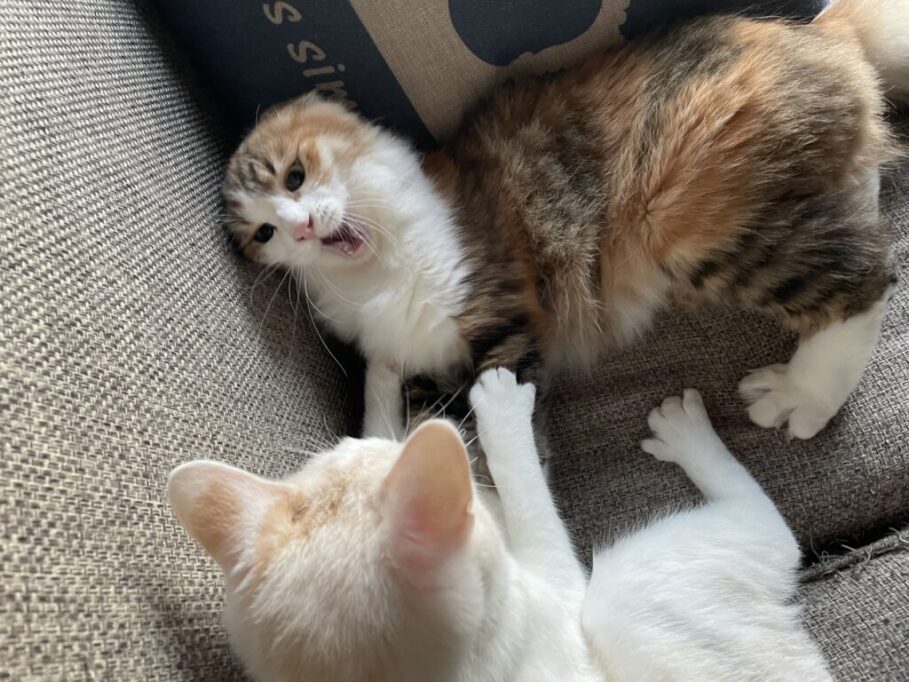 ニャンプロする猫たち