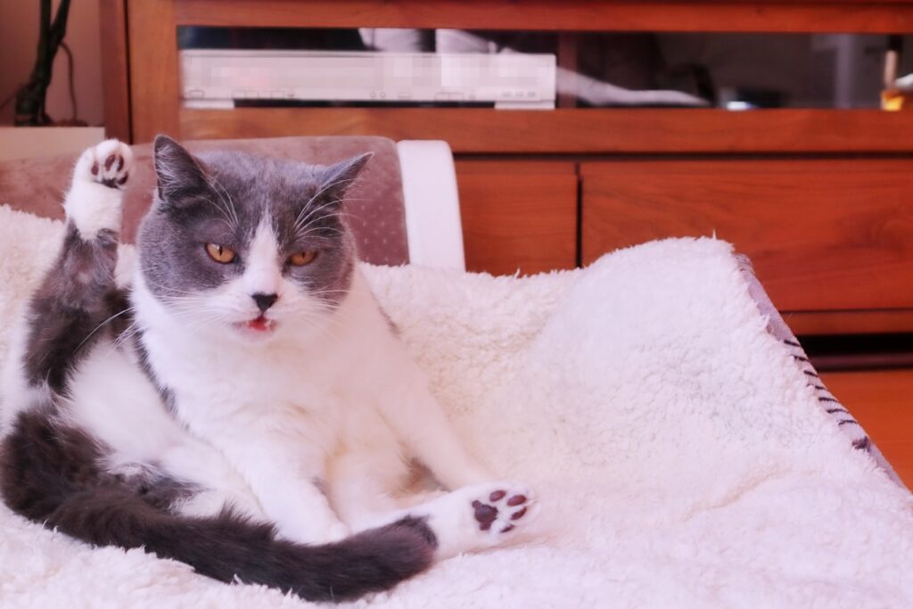 フレーメン反応してる猫