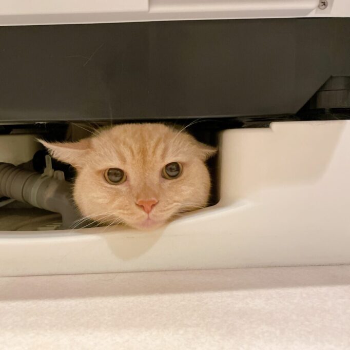 洗濯機の下に避難する猫