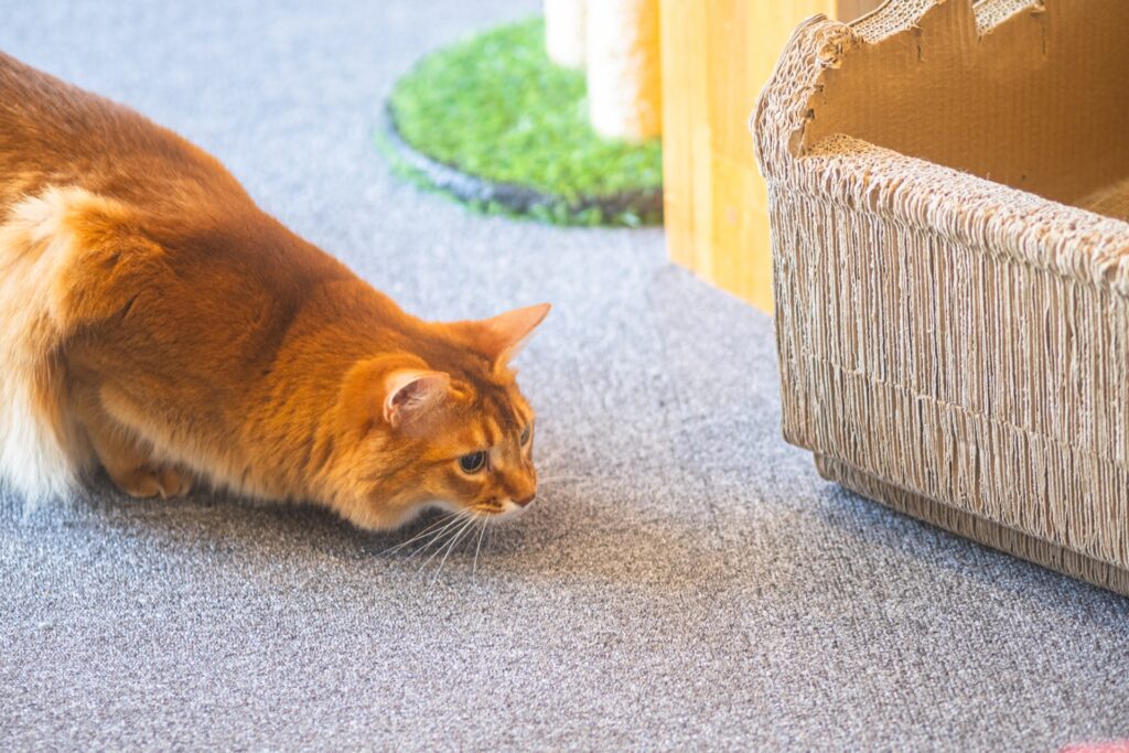 獲物を狙うソマリ
