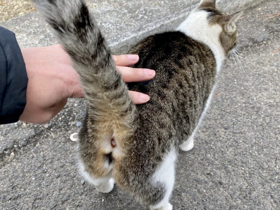 おしりトントンされる猫