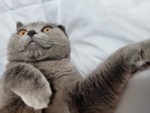 シャルトリュー・スマイル