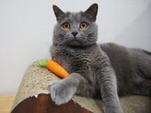 にんじんのおもちゃを持つシャルトリュー