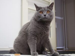 飼い主を見つめるシャルトリュー