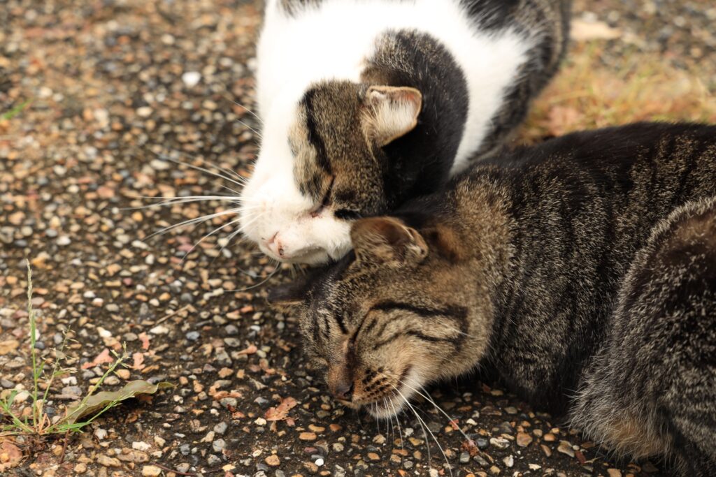 頭突きしあう猫たち