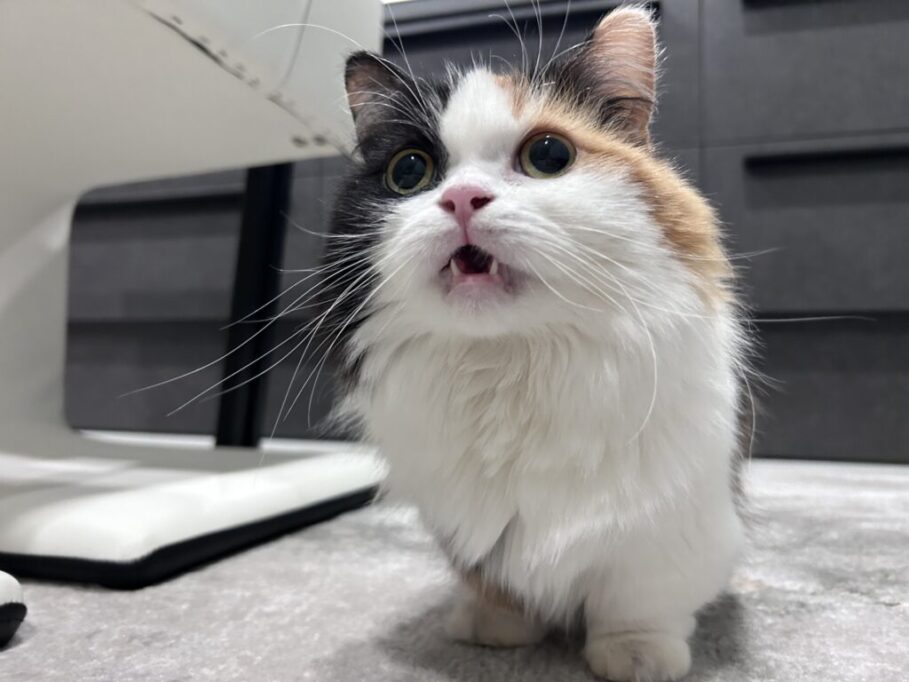 フレーメン反応してる猫