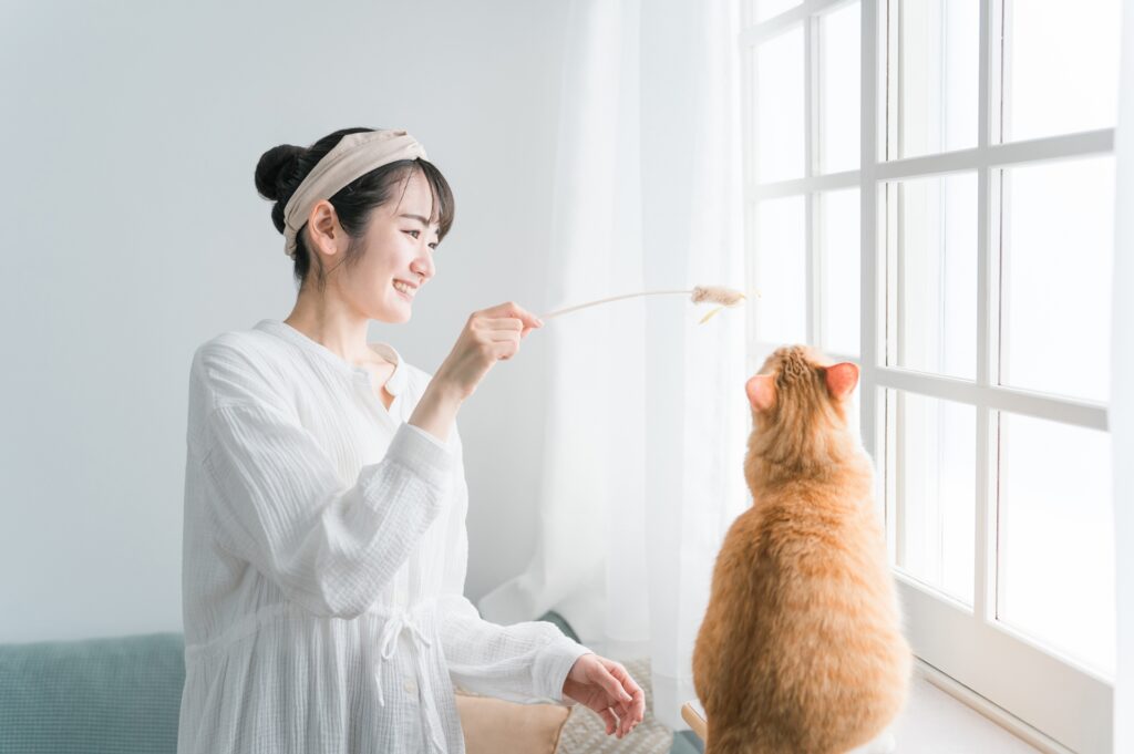 猫じゃらしで猫と遊ぶ飼い主
