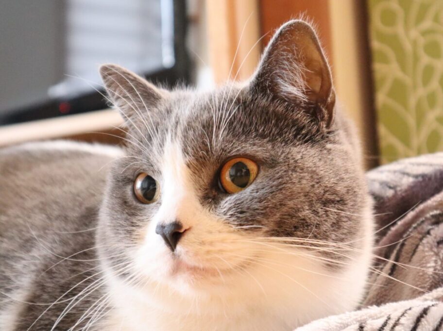明るい顔の猫