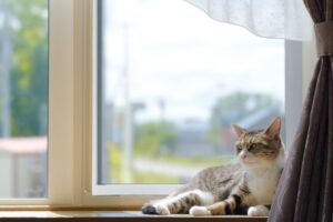 窓際でリラックスする猫