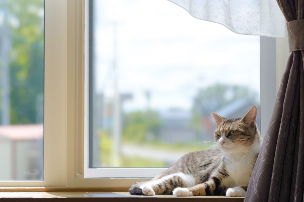 窓際でリラックスする猫
