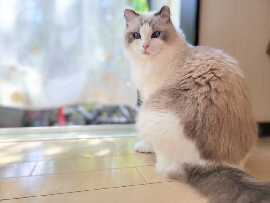 窓際で風邪を感じる猫