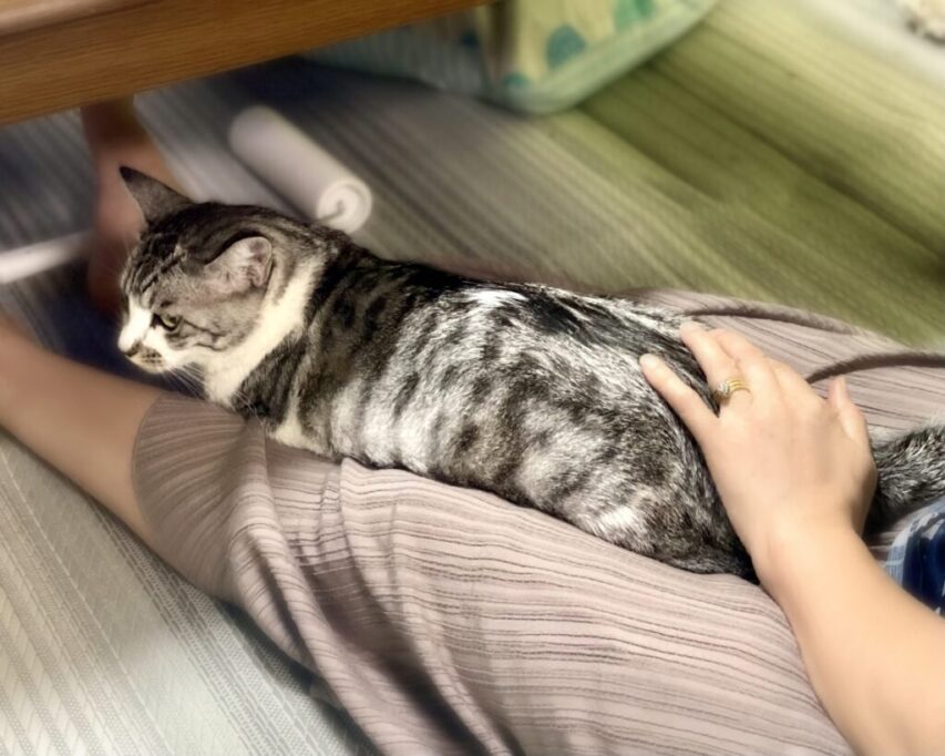 おしりポンポンされる猫