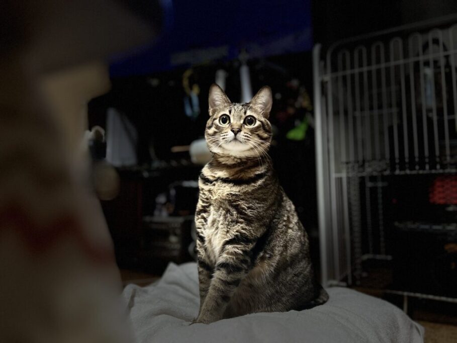 夜、飼い主を待つ猫