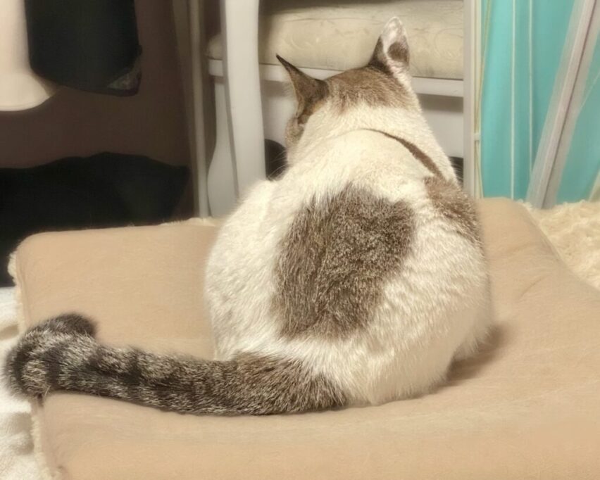 おしりを向ける猫