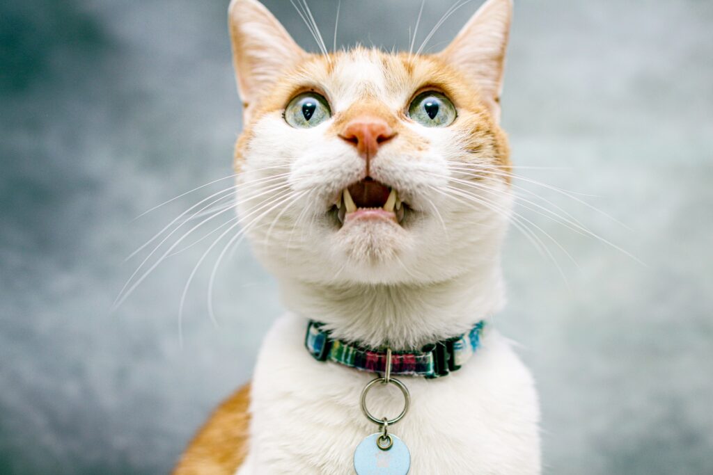 フレーメン反応してる猫
