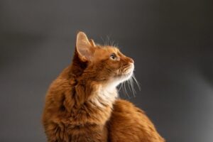 何かを見つめるソマリ