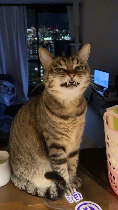 夜、あくび前の猫