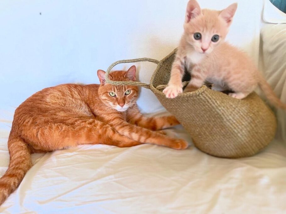 子猫が遊ぶのを見つめる先輩猫