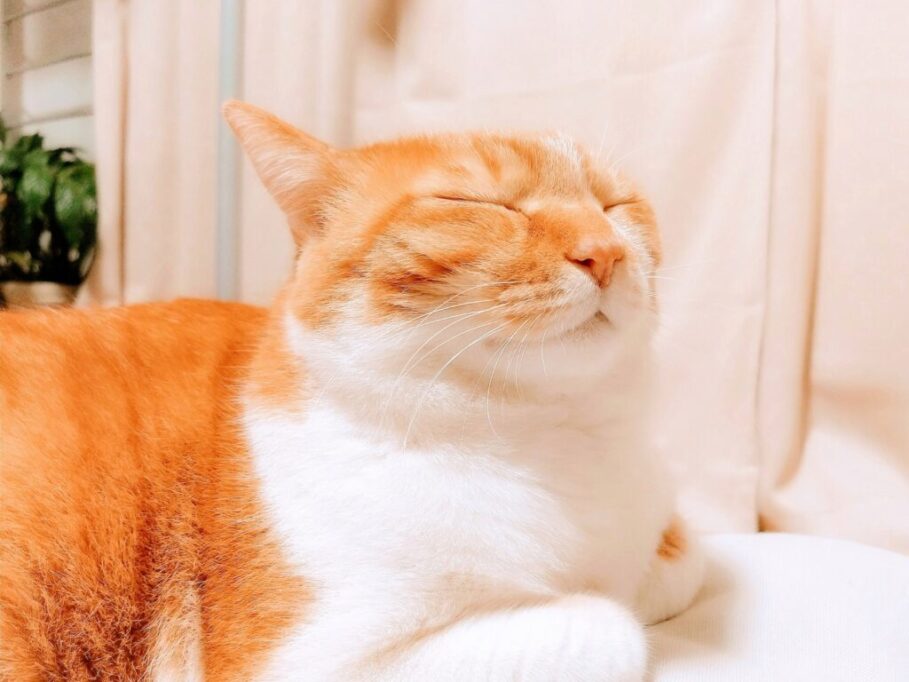 にこ顔の猫