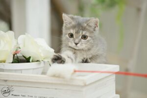 猫じゃらしをねらう子猫