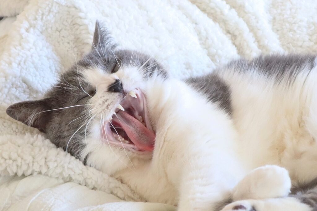 おふとんの上であくびする猫