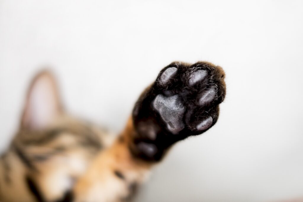 猫の肉球