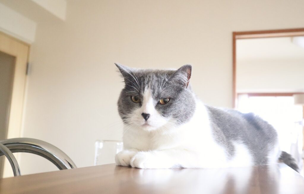 ふて顔の猫
