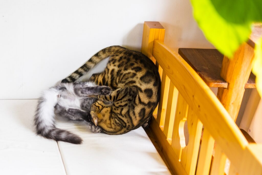 ニャンプロする猫たち