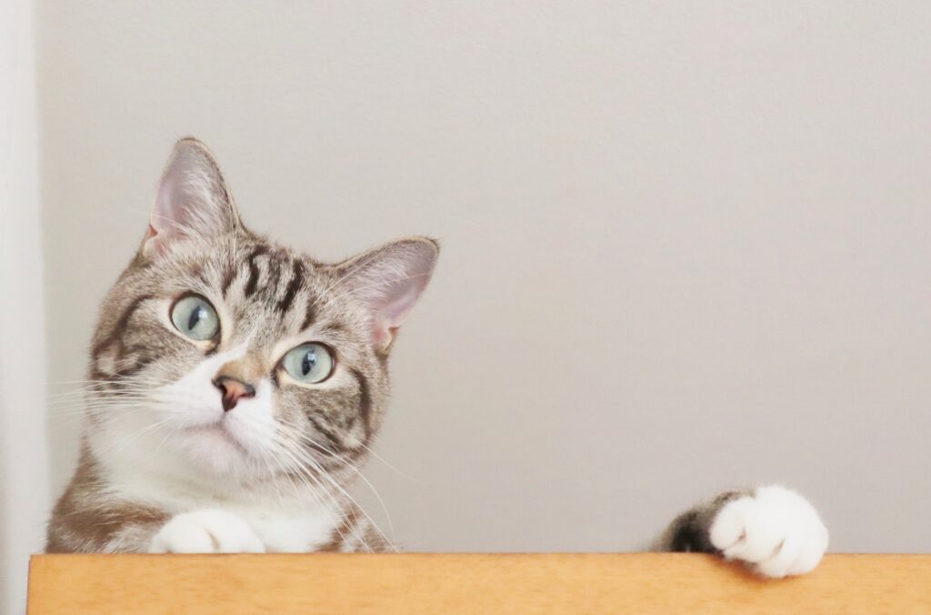 明るい顔の猫