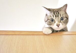 上からのぞく猫