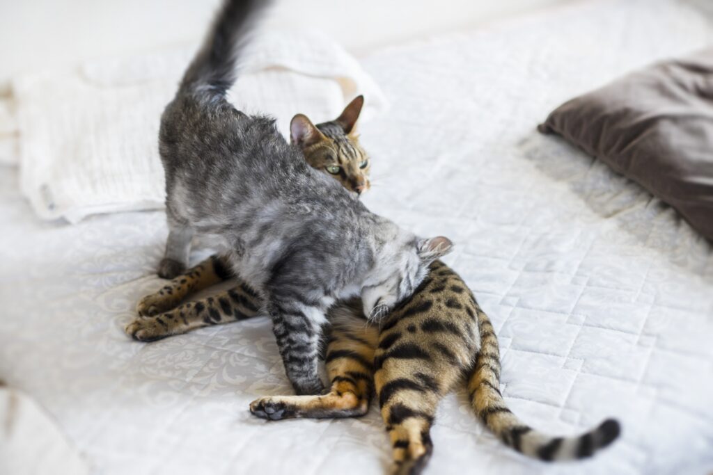 仲良し猫に頭突きする猫