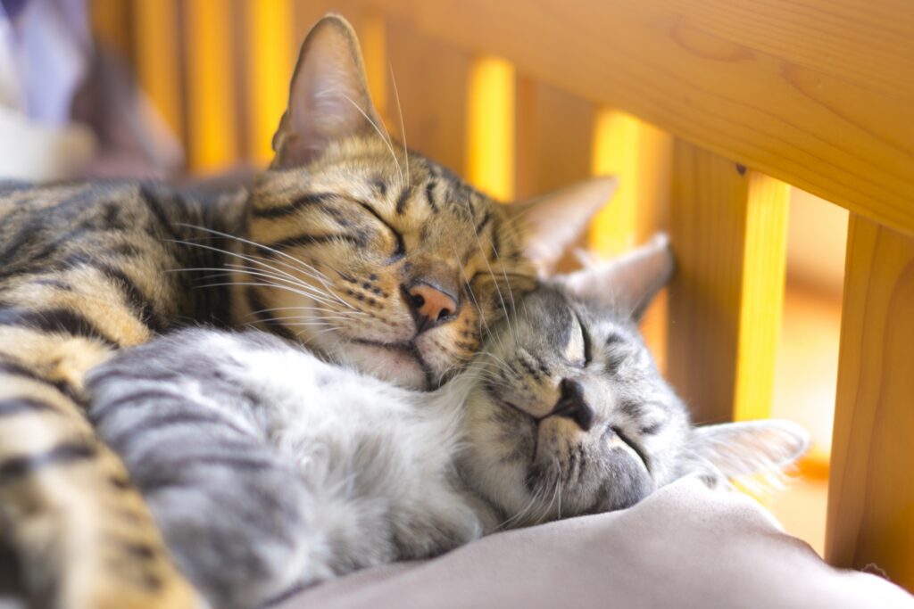 仲良しの猫たち