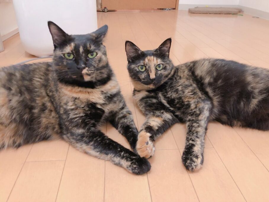 こちらを見つめる2匹のサビ猫