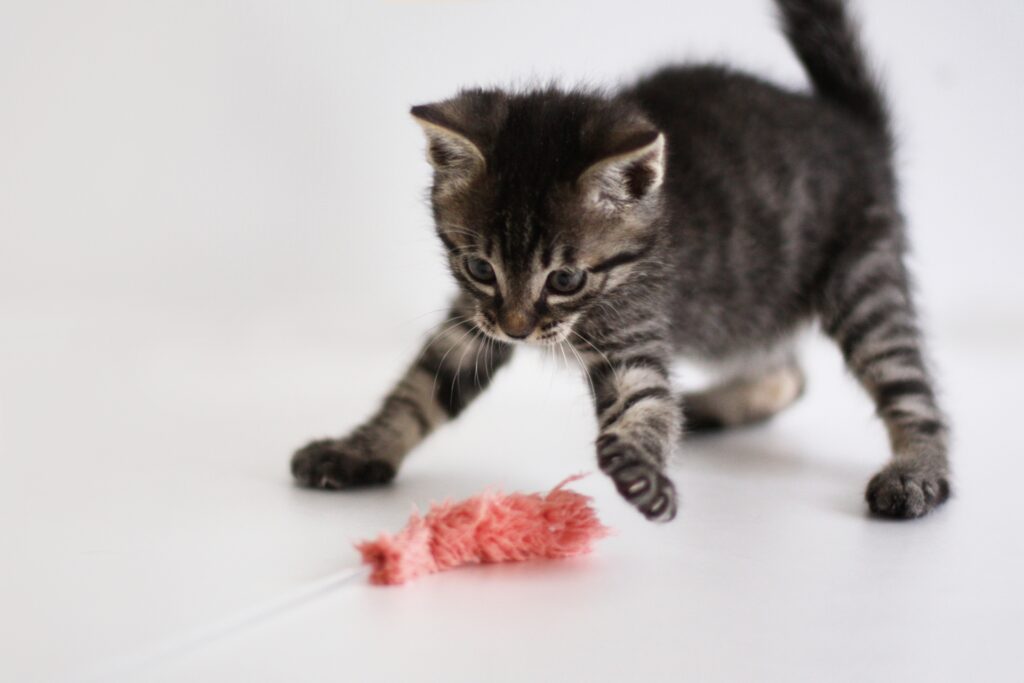 猫じゃらしと遊ぶ子猫