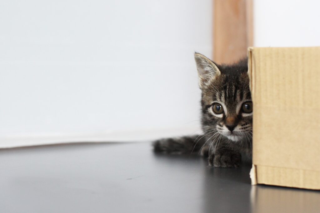 ついてくる子猫