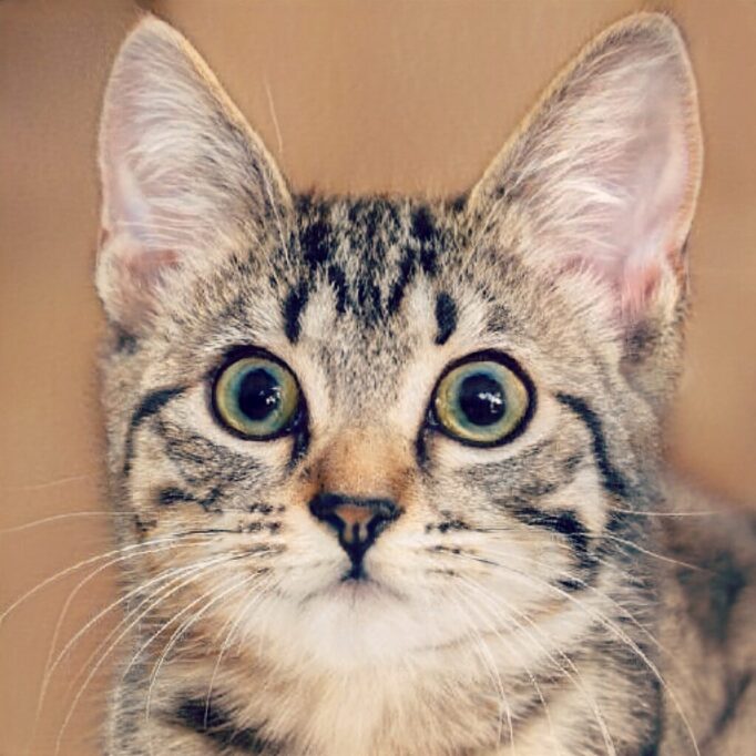 何かに集中する猫