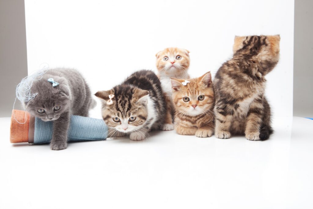 色々な毛色の子猫たち