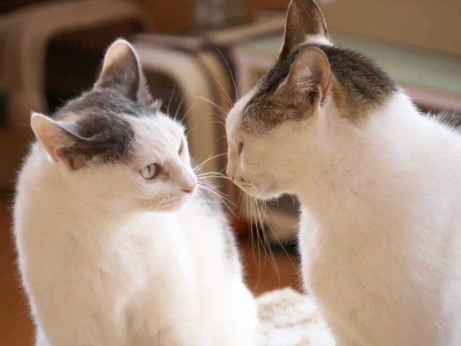 一触即発の猫たち