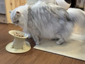 食べ終わってお砂かけポーズするマニ