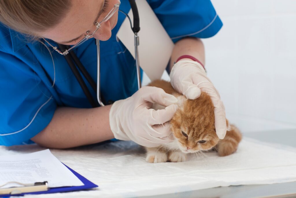 獣医に耳を見てもらう猫