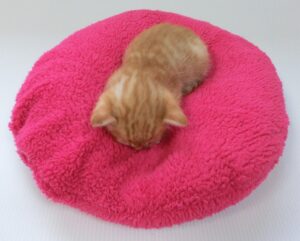 クッションの上でごめん寝する子猫