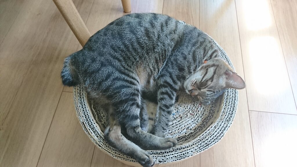 まるまるジャパニーズ・ボブテイル