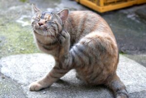 耳をかく猫