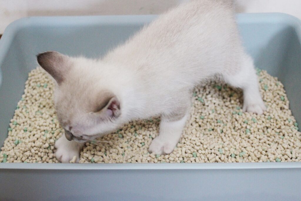 トイレでお砂かきかきする子猫
