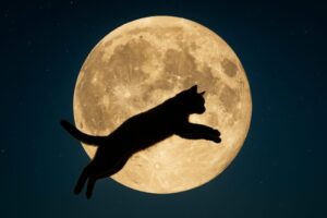 月の前をジャンプする猫