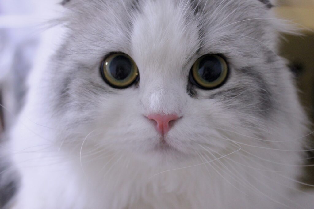 こちらを見つめる、おめめまんまるの猫