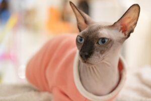 ピンクのお洋服を着るスフィンクス