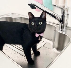 シンクが大好きな猫