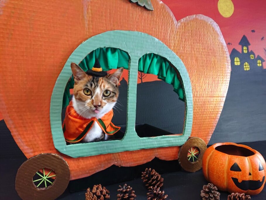 かぼちゃの車の中でハロウィンの仮装をしている猫