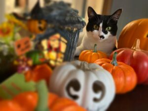 かぼちゃの置物に囲まれる猫